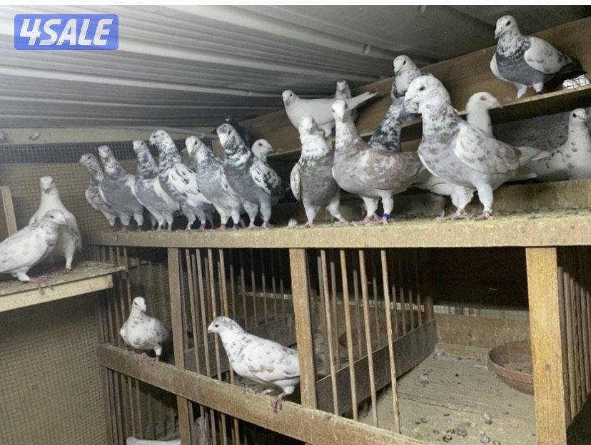 زاجل خنابي0