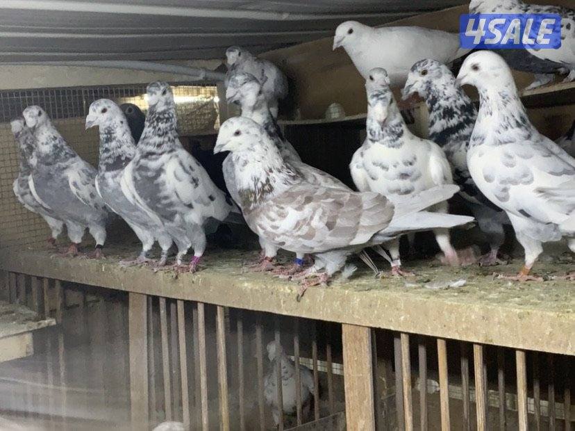 زاجل خنابي1