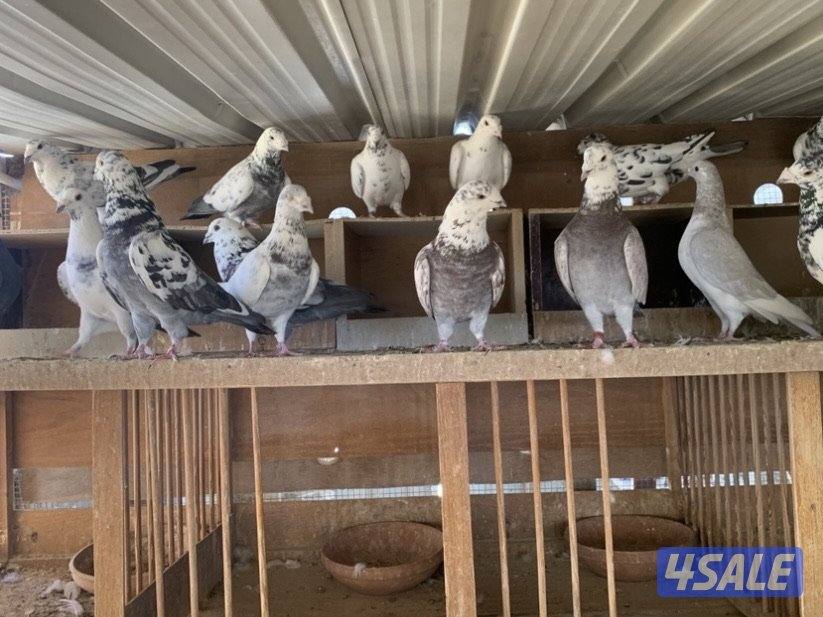 زاجل خنابي2