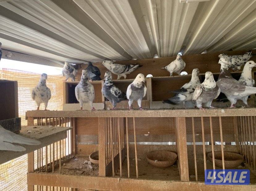 زاجل خنابي3