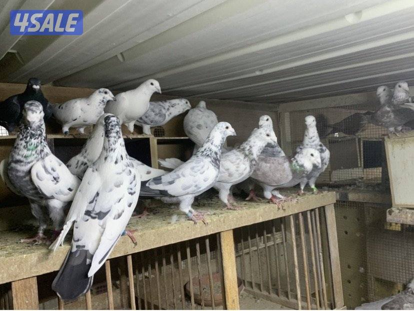 زاجل خنابي4