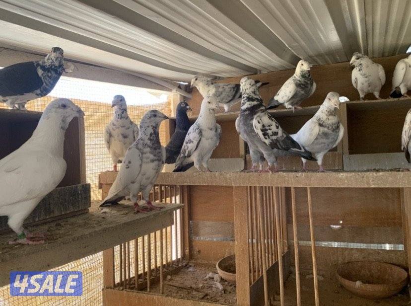 زاجل خنابي5