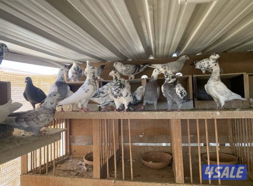 زاجل خنابي6