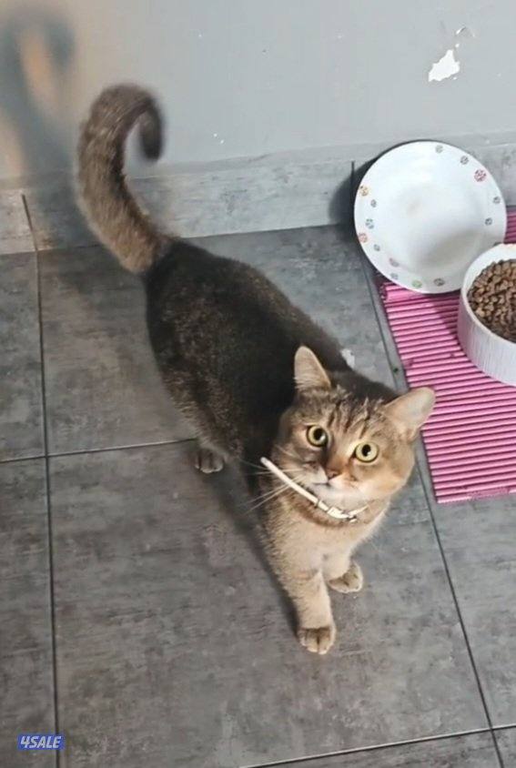 قط للتبني سكوتش فورد عمره سنه هادي اليف ونظيف مافيه عليه غلطه0