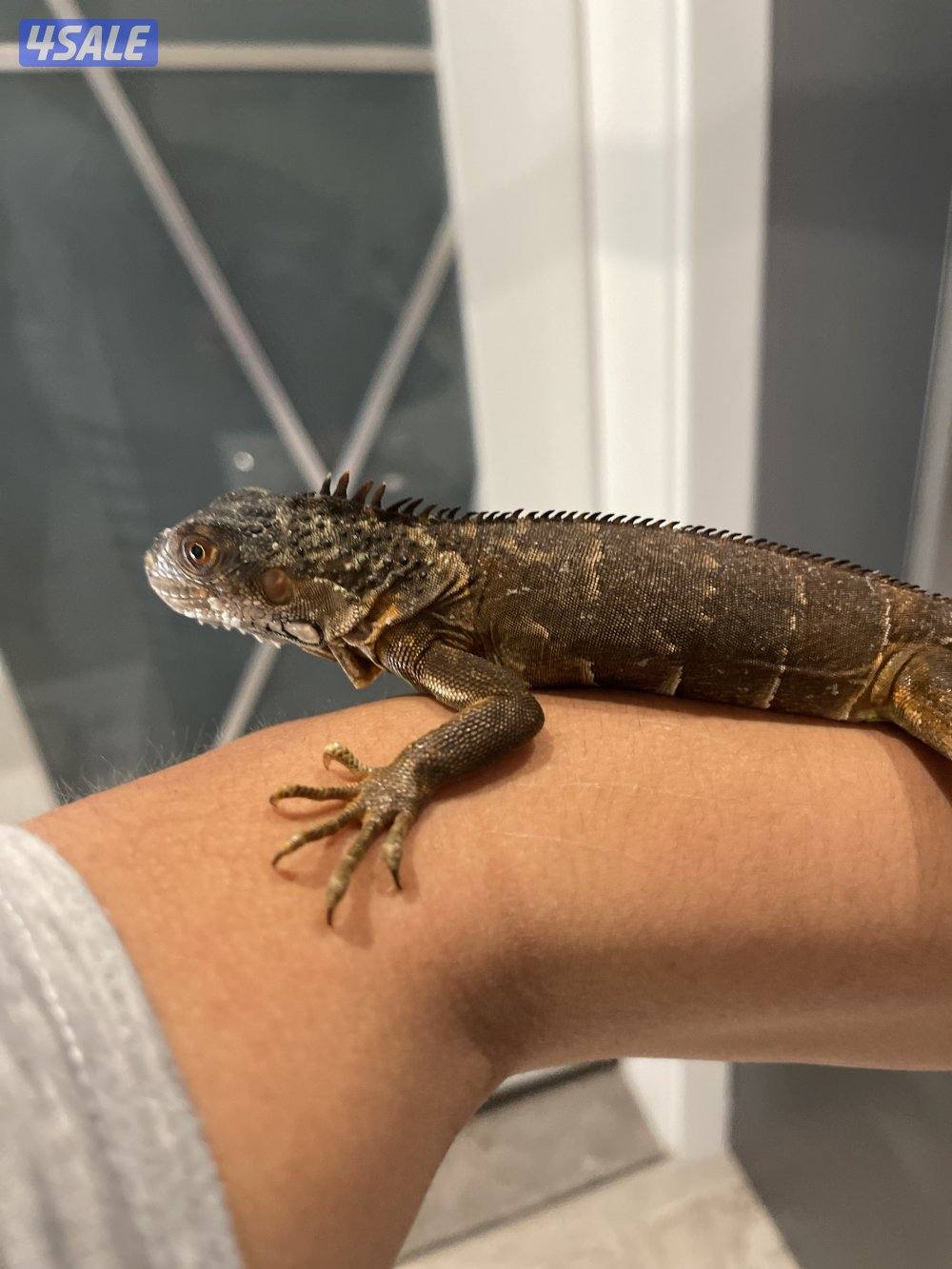 Red Iguana (changes colors, between the red, orange, and dark brown)0