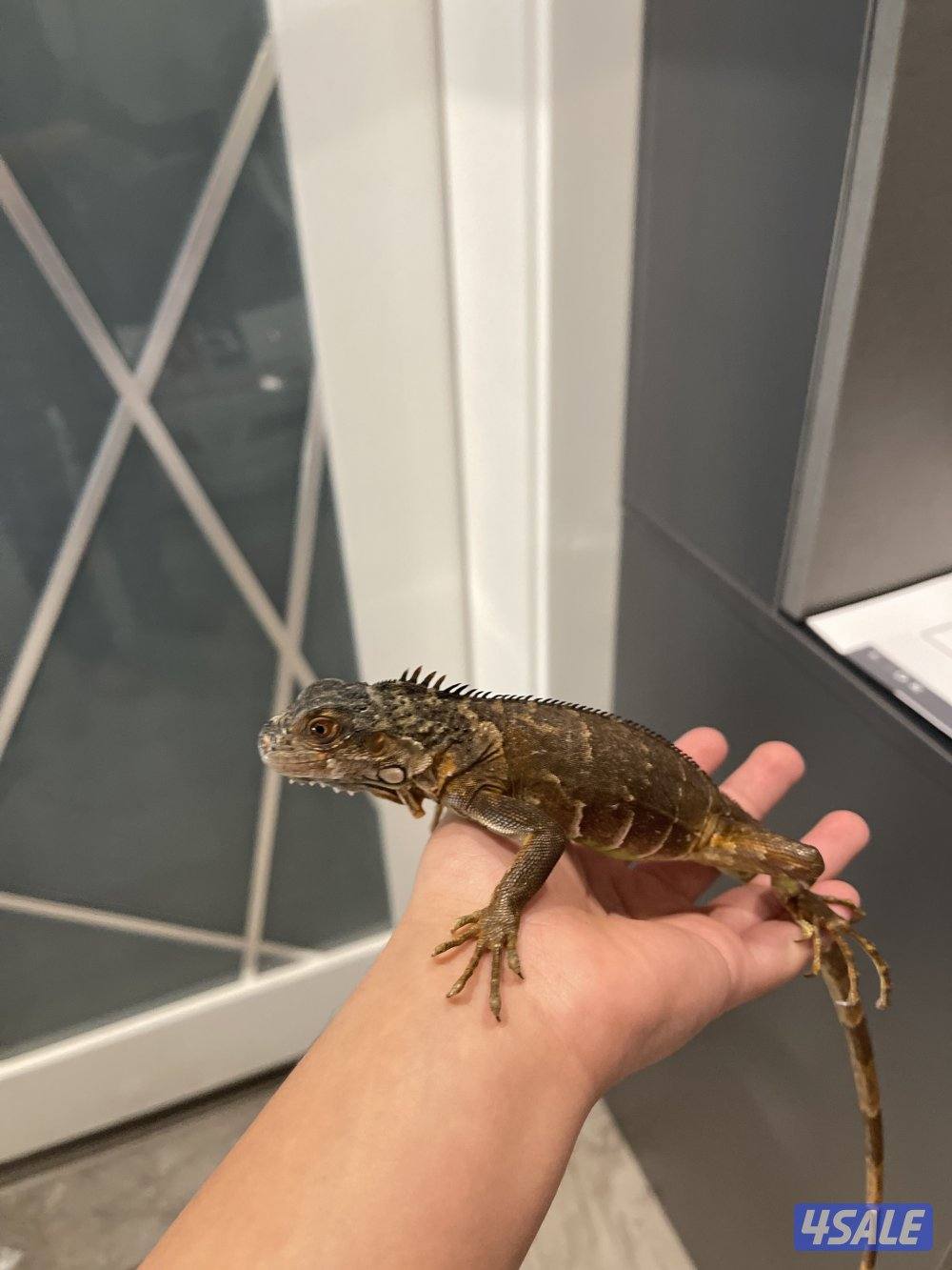 Red Iguana (changes colors, between the red, orange, and dark brown)2