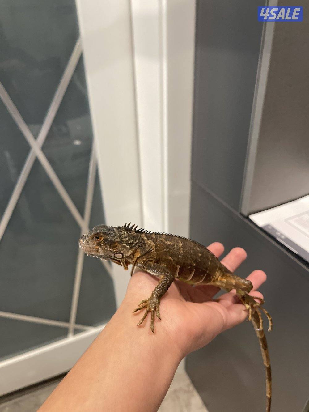 Red Iguana (changes colors, between the red, orange, and dark brown)3