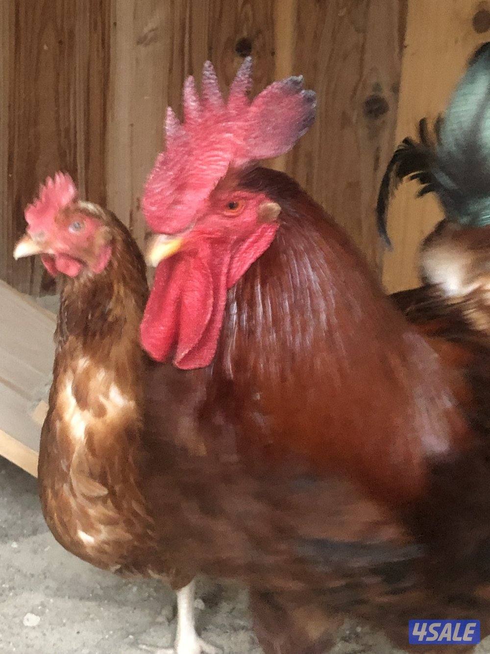 فروخ  تهجين خاص ولوهمان1