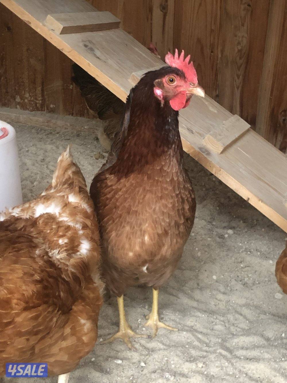 فروخ  تهجين خاص ولوهمان2