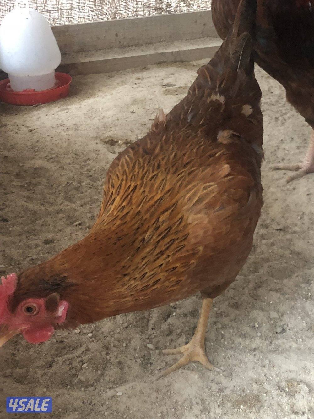 فروخ  تهجين خاص ولوهمان3