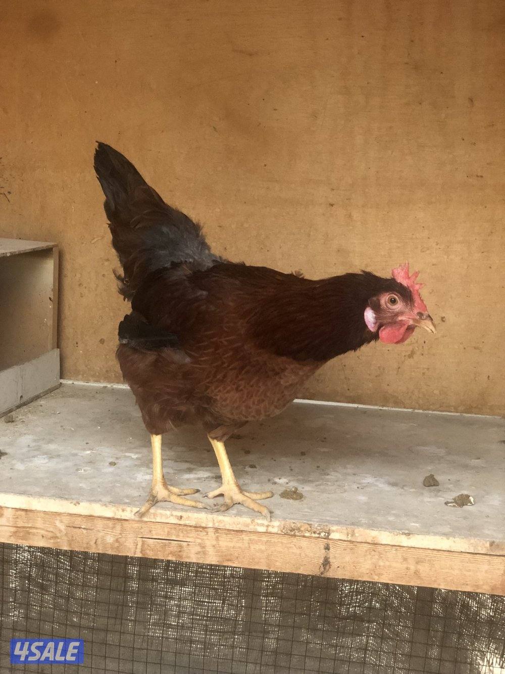 فروخ  تهجين خاص ولوهمان4