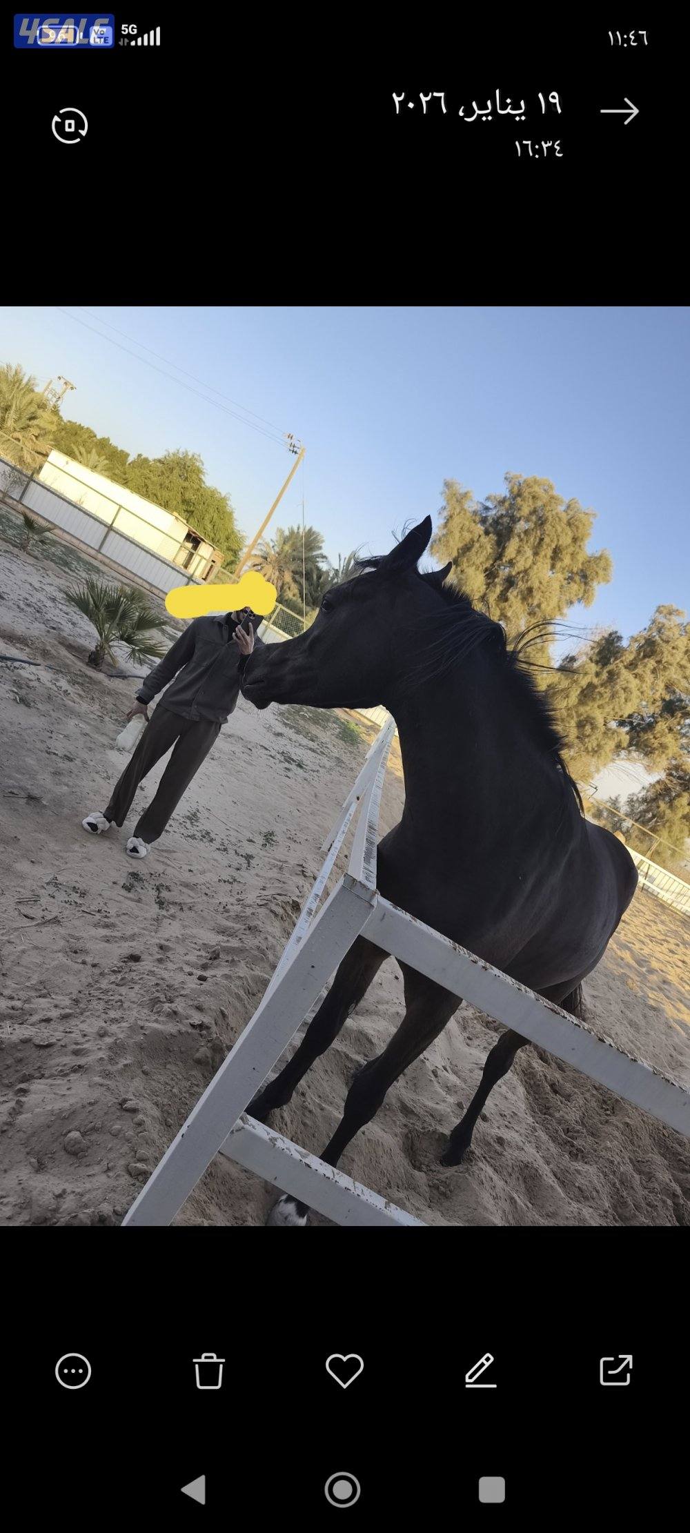 للبيع مهره واهو مكس تمتلك رأس جميل ورتفاع0