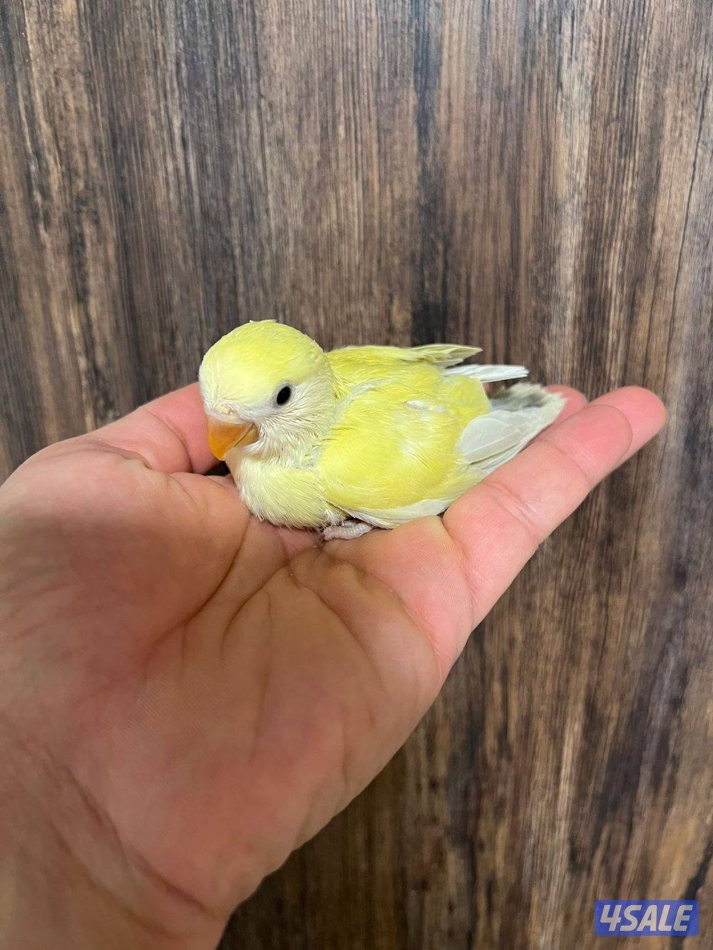 فروخ لوف بيرد احجام جامبو انتاج الكويت0