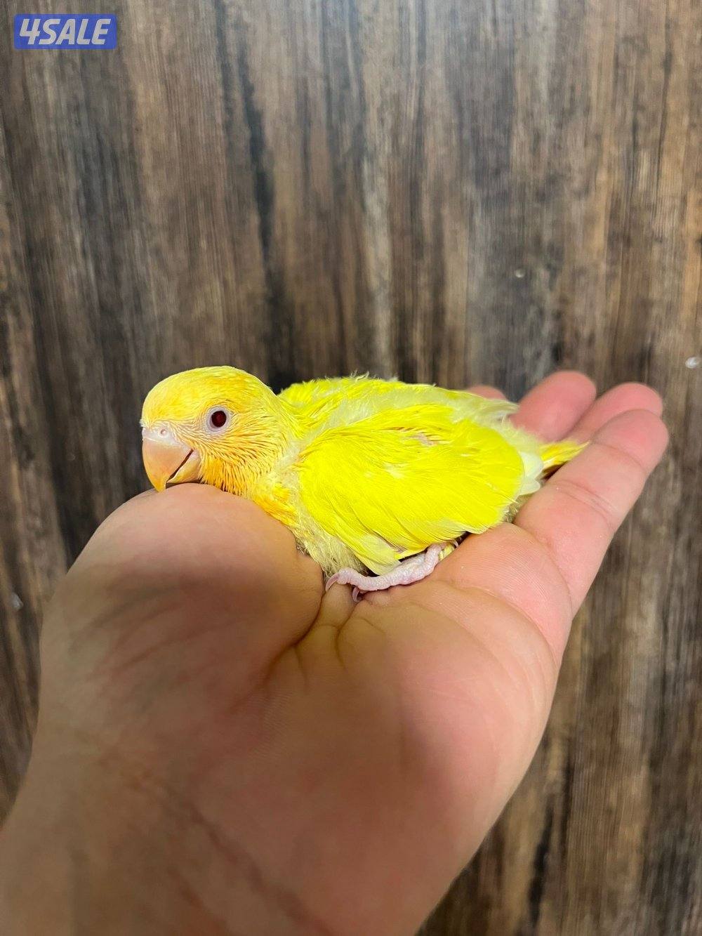 فروخ لوف بيرد احجام جامبو انتاج الكويت1