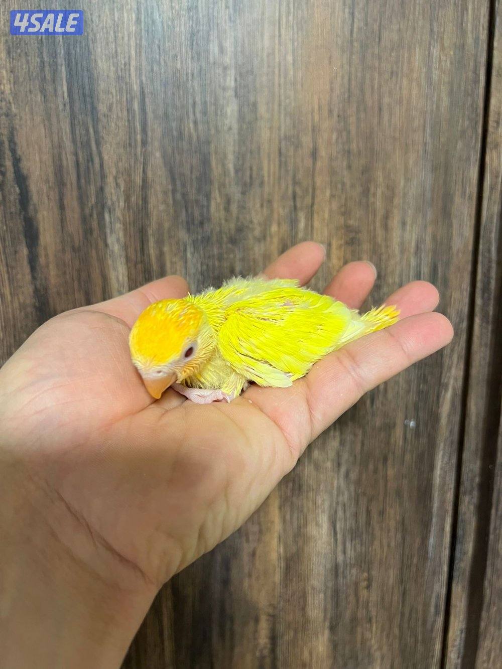 فروخ لوف بيرد احجام جامبو انتاج الكويت3