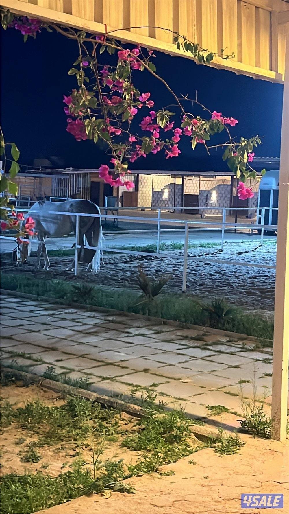 مربط لخدمات الإيواء والعساف0