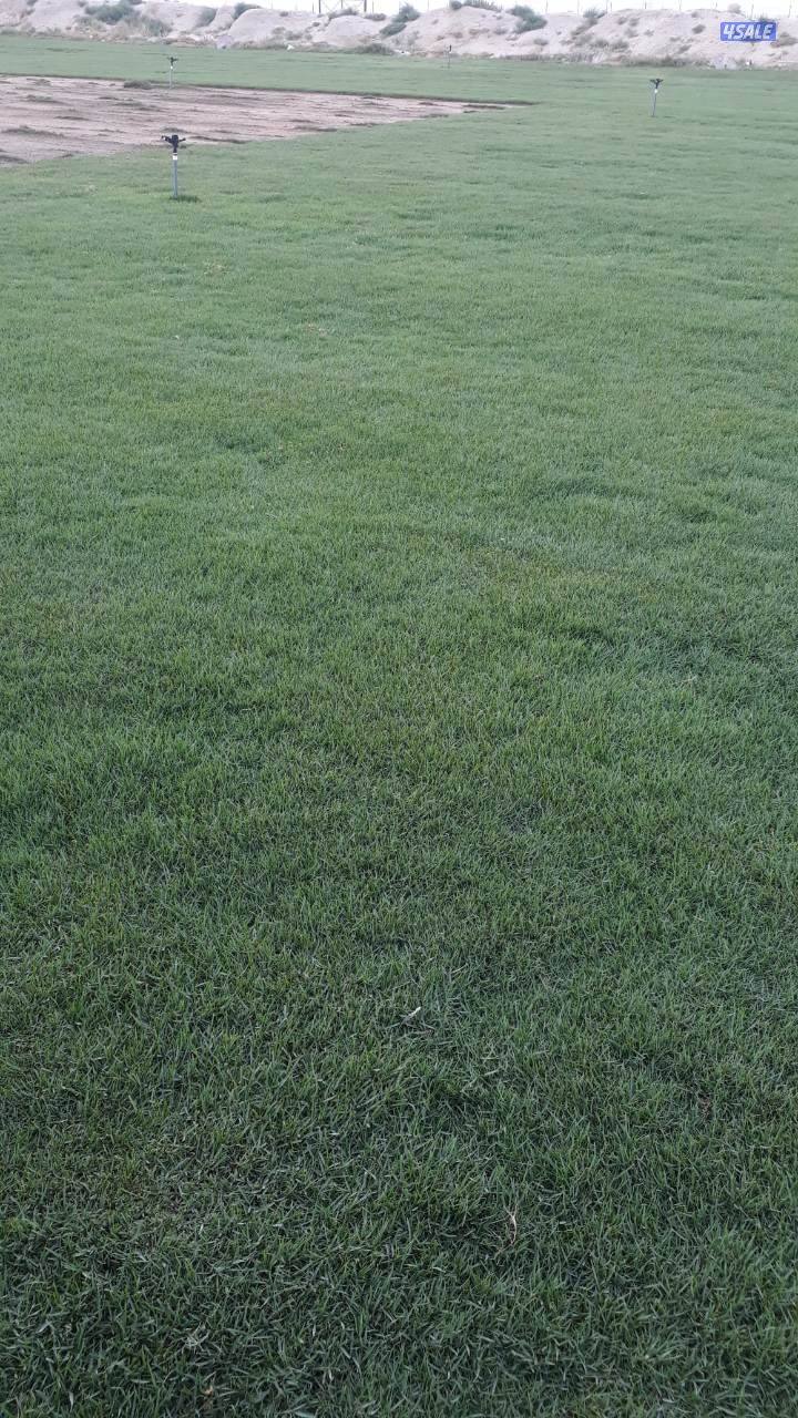 تنسيق حدائق3