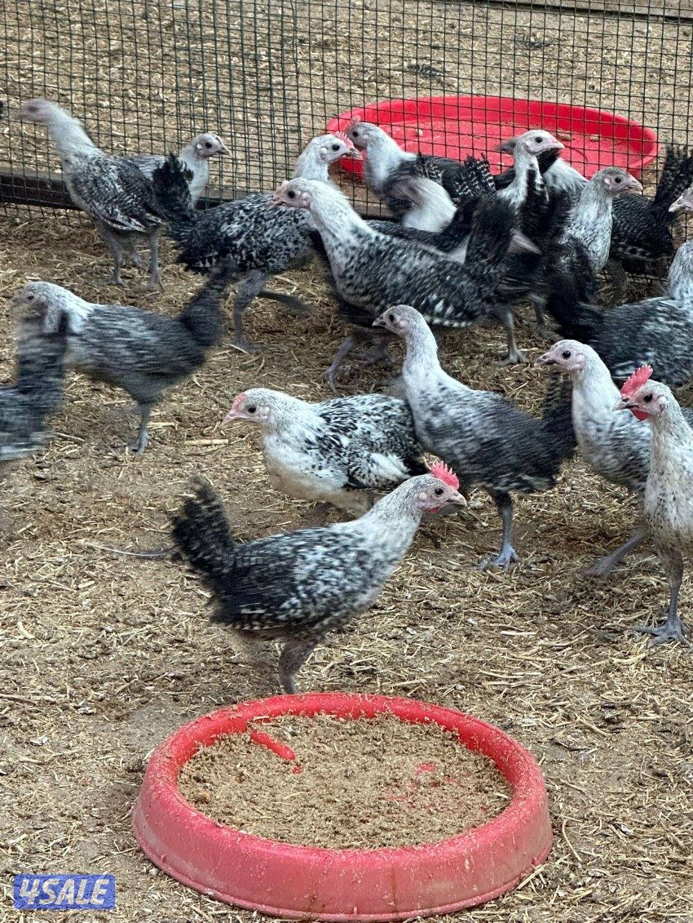 ‼️🐓للبيع دجاج فيومي🐓‼️0