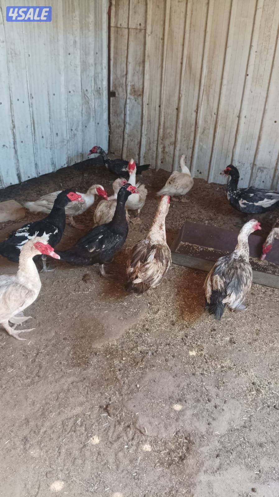 للبيع ذكر بط مسكوفي عدد١٥ احجام كبيره العمر سنه الحبه ٤.٥1