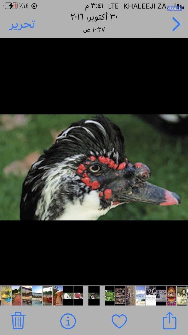 للبيع ذكر بط مسكوفي عدد١٥ احجام كبيره العمر سنه الحبه ٤.٥0