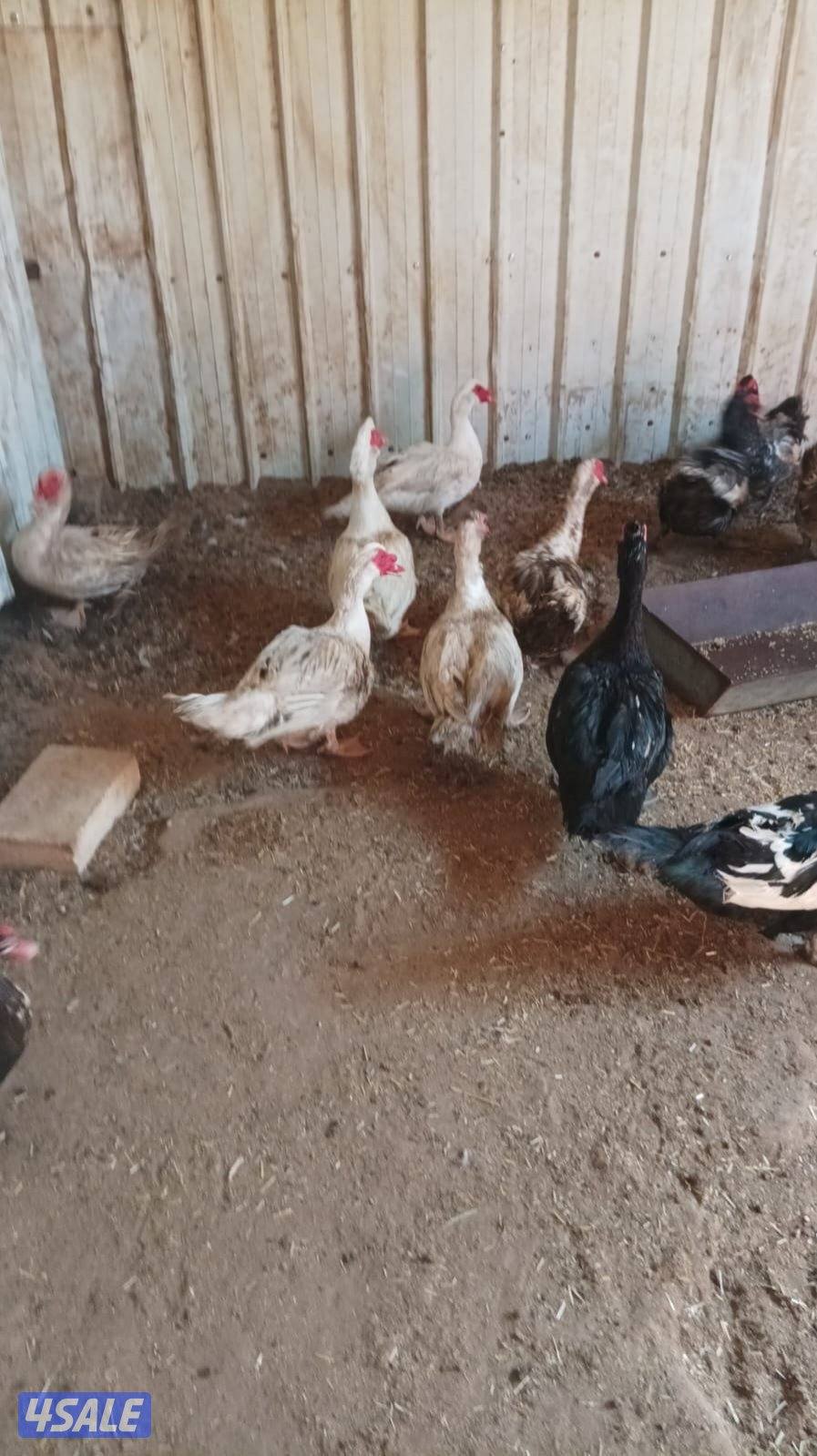 للبيع ذكر بط مسكوفي عدد١٥ احجام كبيره العمر سنه الحبه ٤.٥2