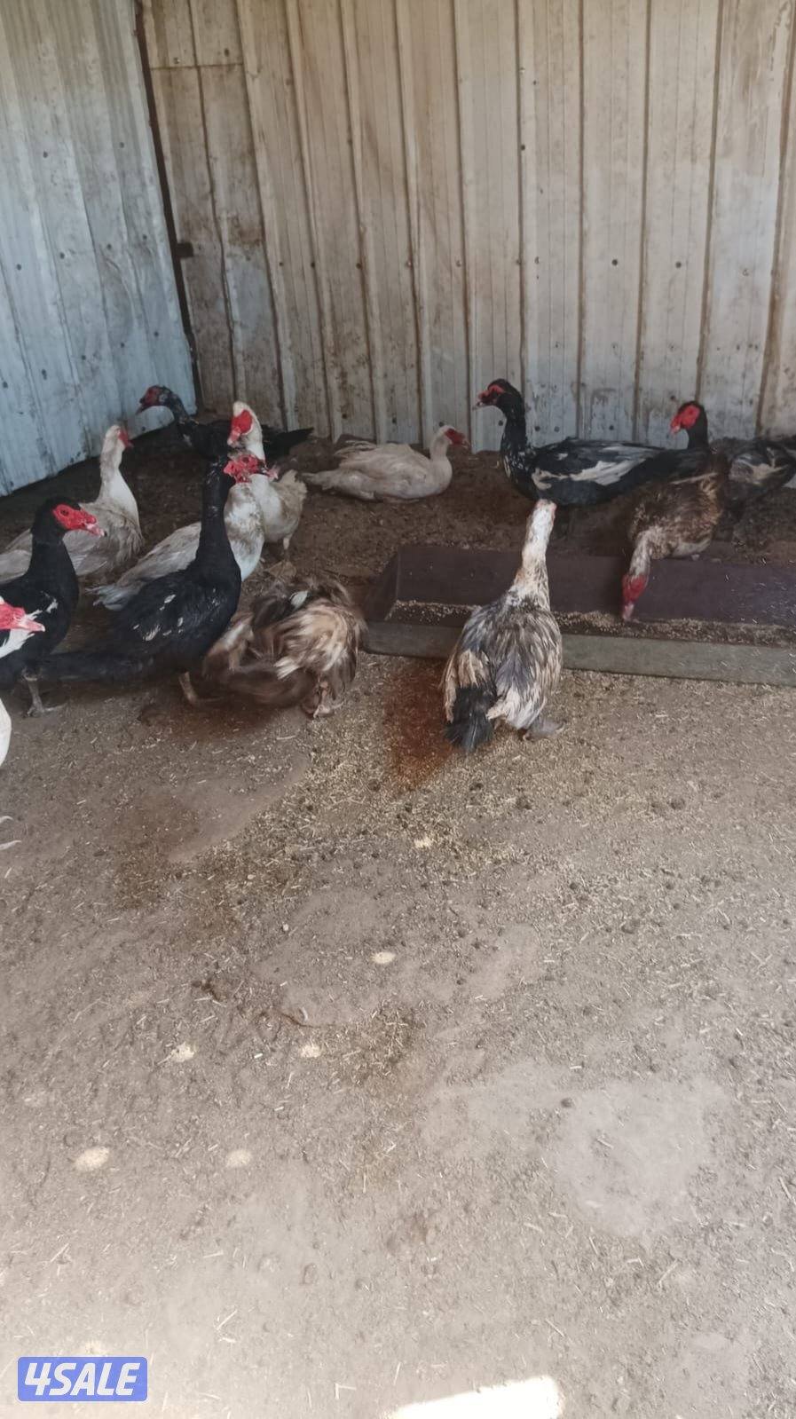 للبيع ذكر بط مسكوفي عدد١٥ احجام كبيره العمر سنه الحبه ٤.٥3