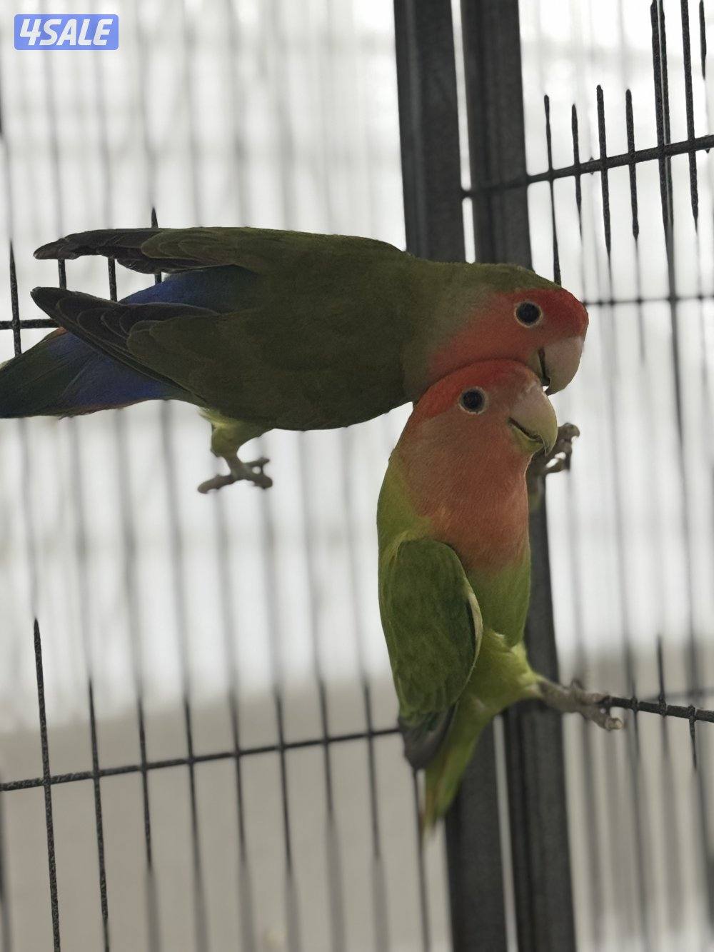 للبيع على ازواج لو بيرد0