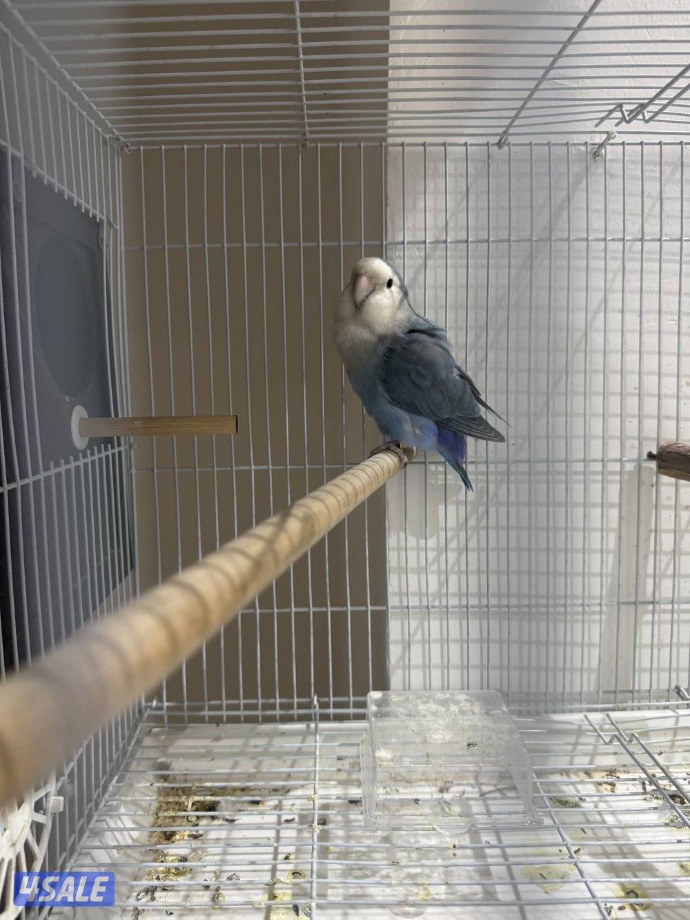 للبيع على ازواج لو بيرد2