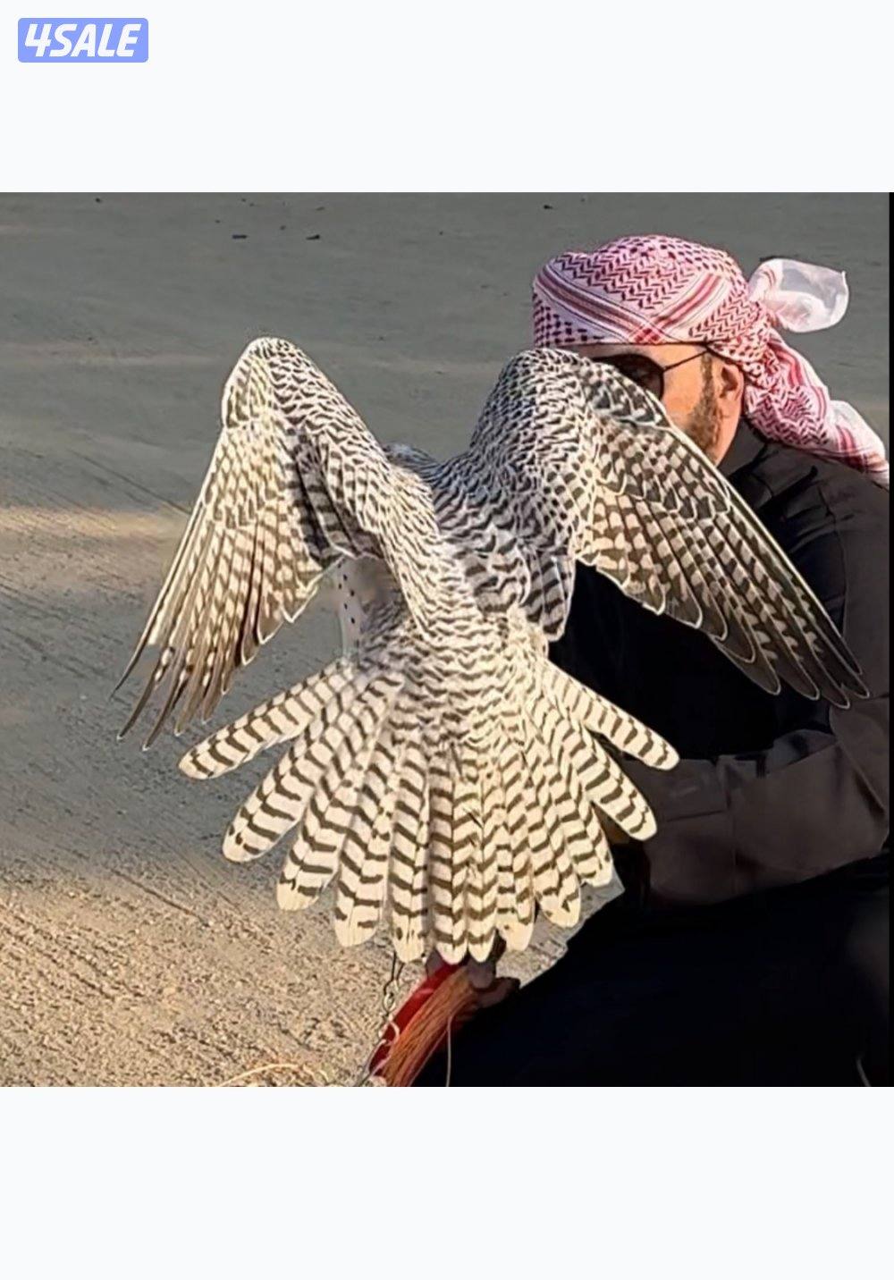 للبيع جير حر0