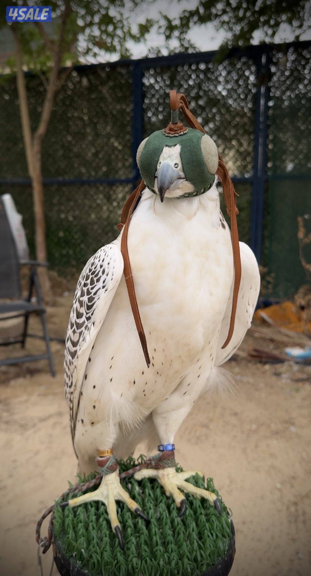 للبيع جير حر1