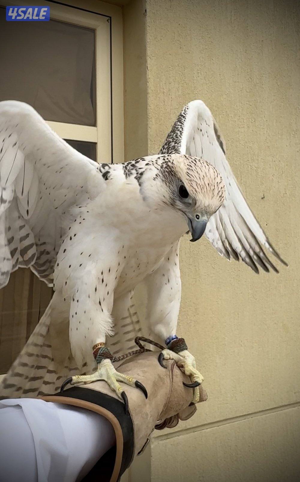 للبيع جير حر2