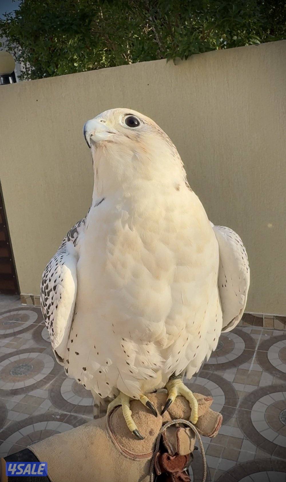 للبيع جير حر3