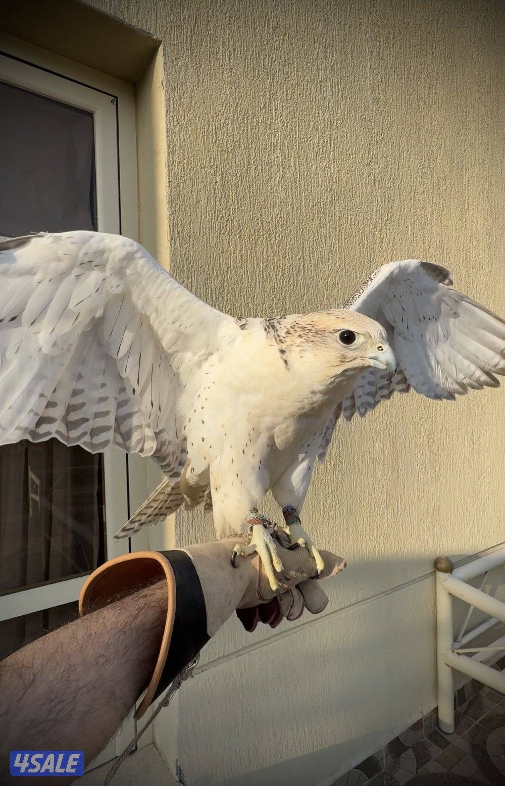 للبيع جير حر4