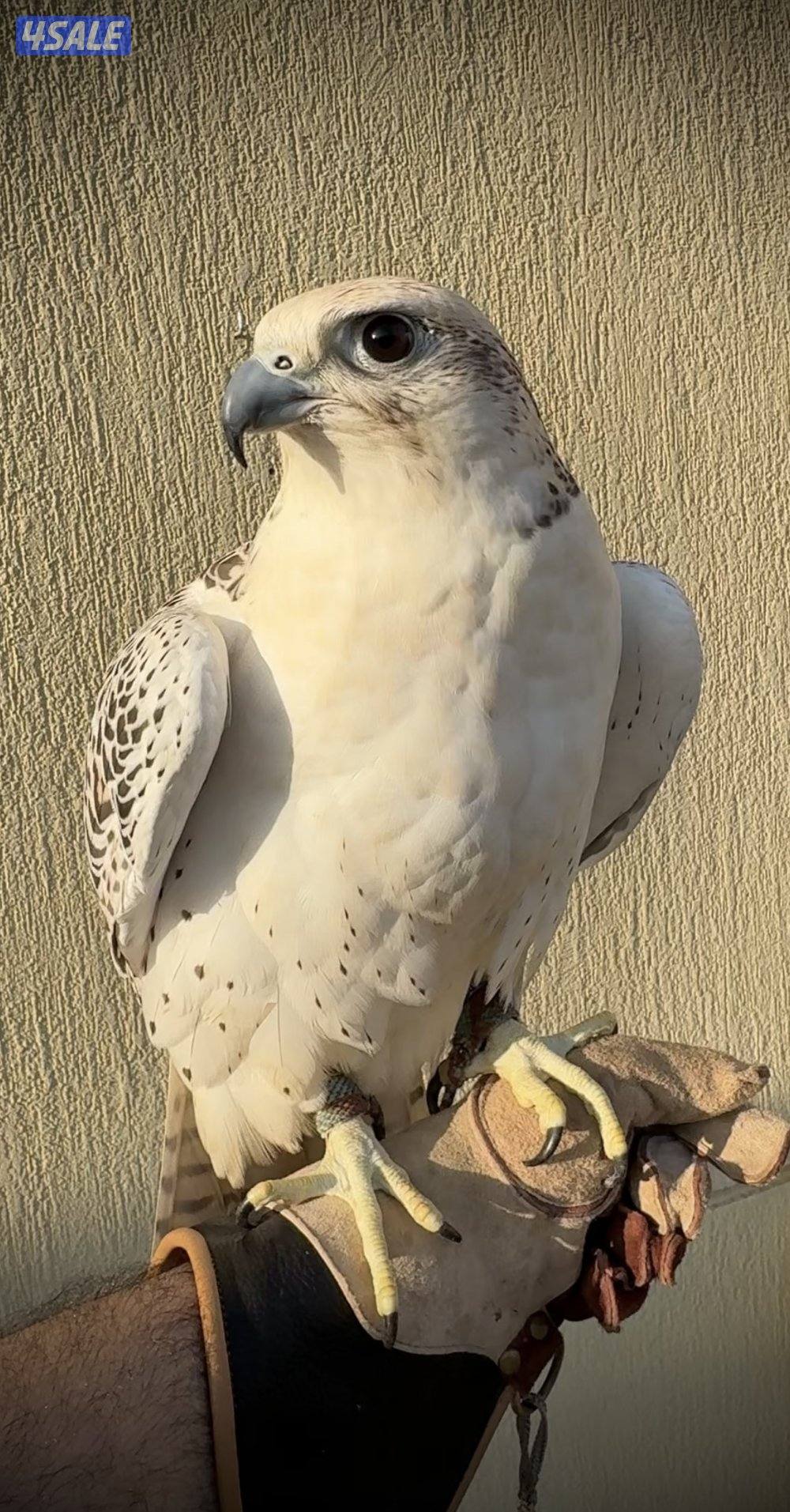 للبيع جير حر6