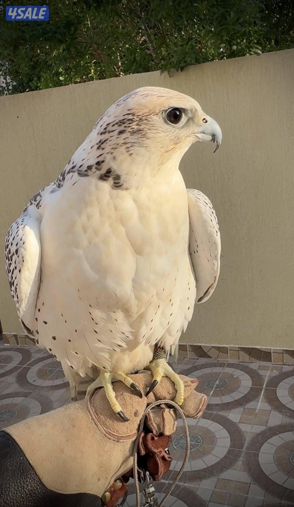 للبيع جير حر5