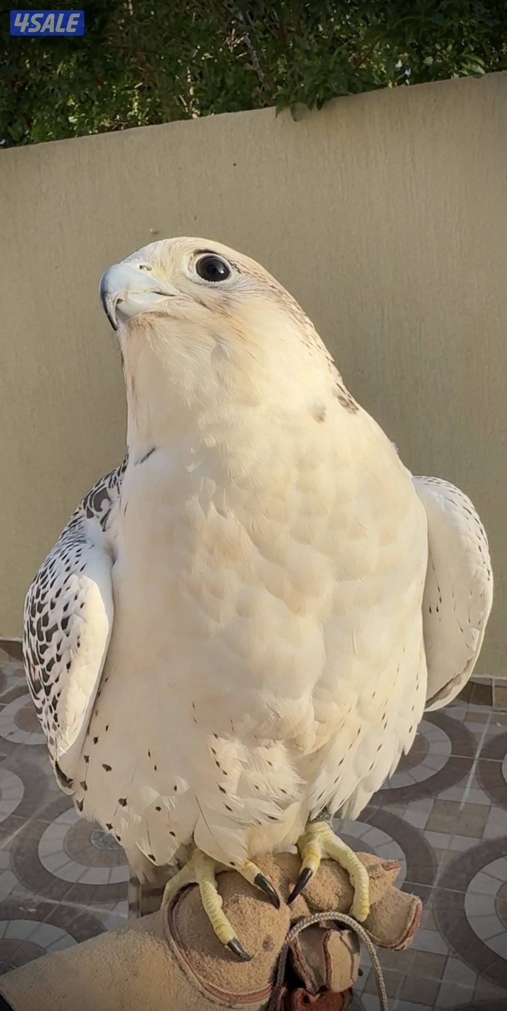 للبيع جير حر7