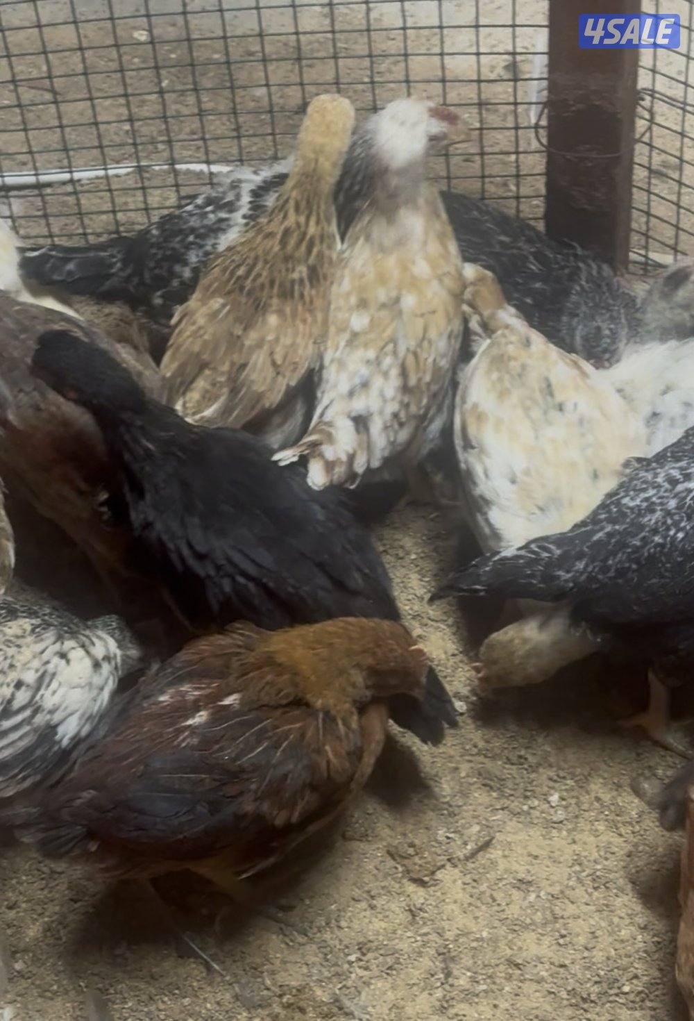 فروخ دجاج0