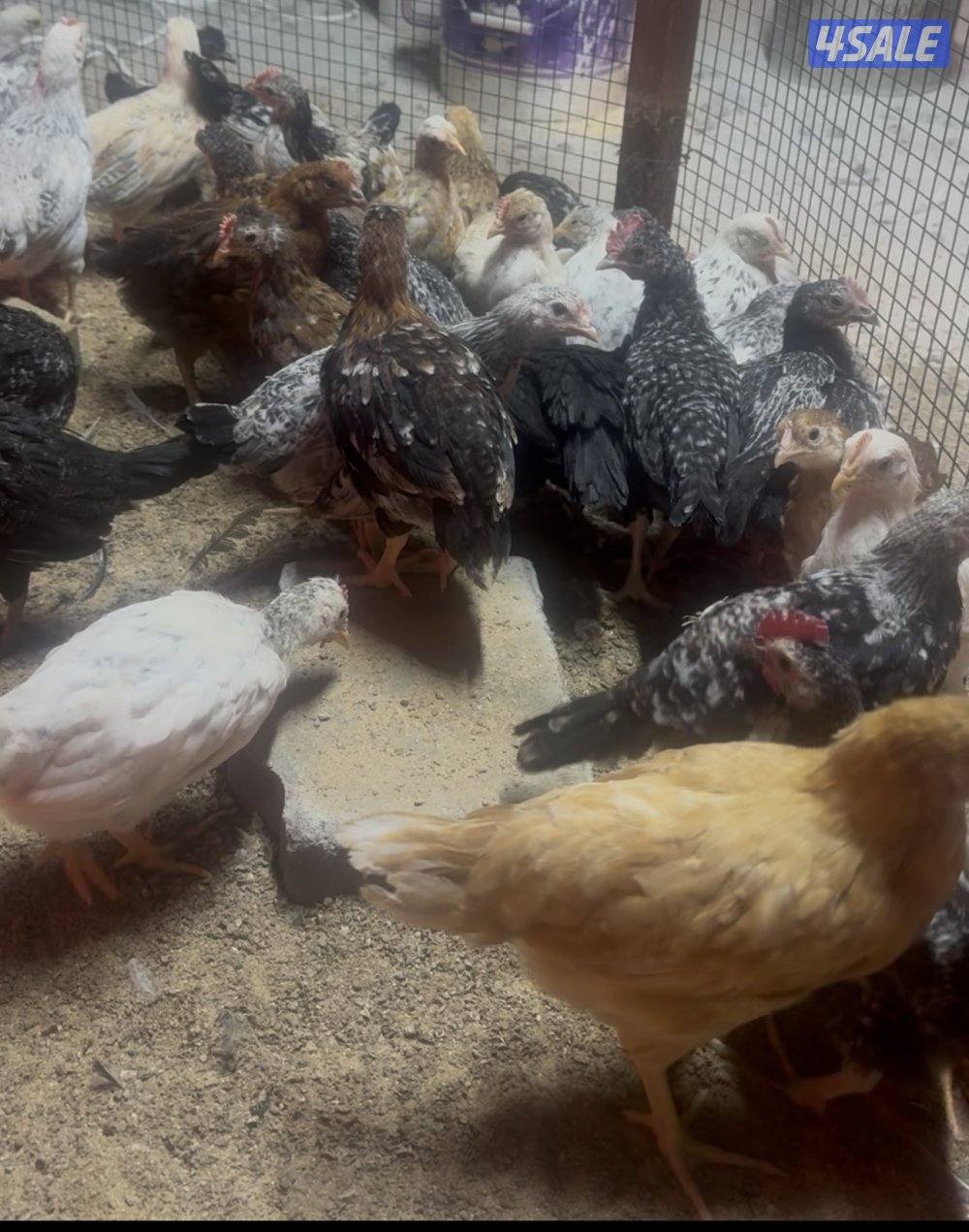 فروخ دجاج2