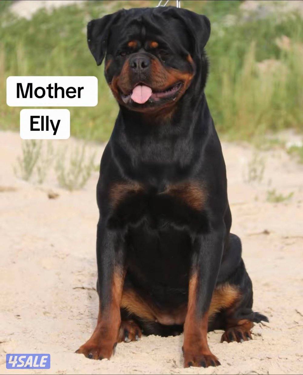 للبيع يراوه روت وايلر0