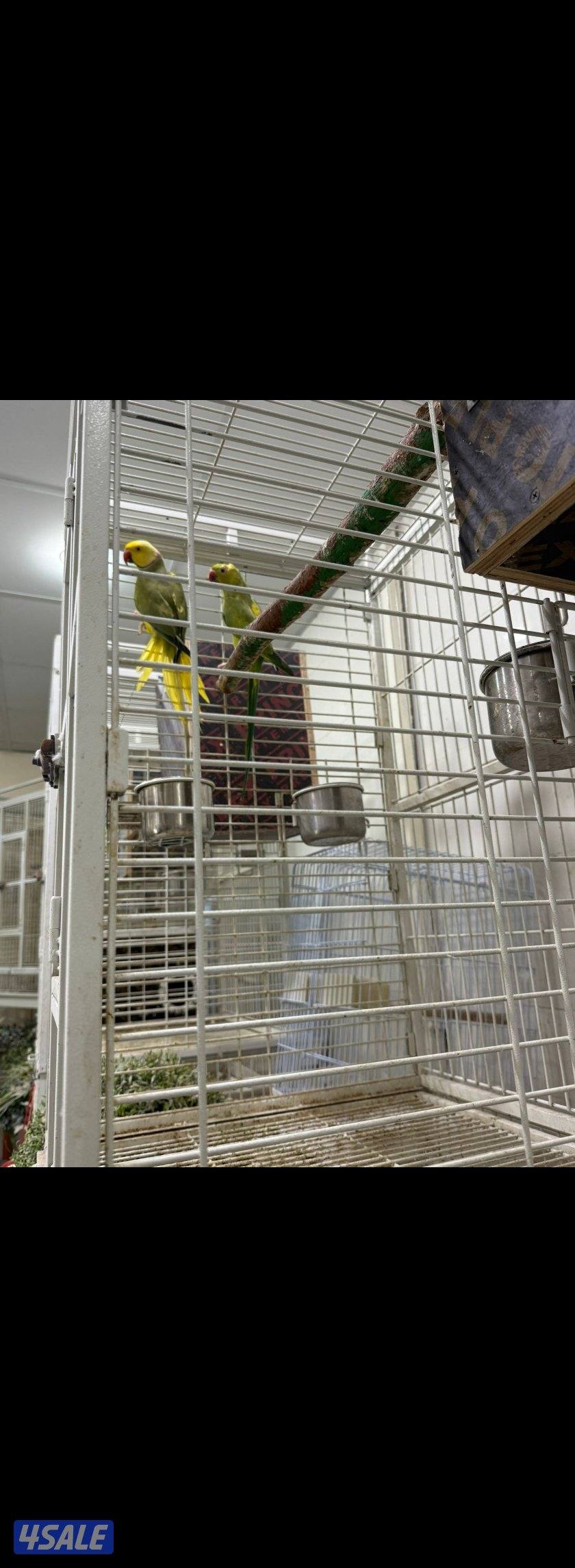 للبيع أزواج بيبي متوه ألوان مميزة0