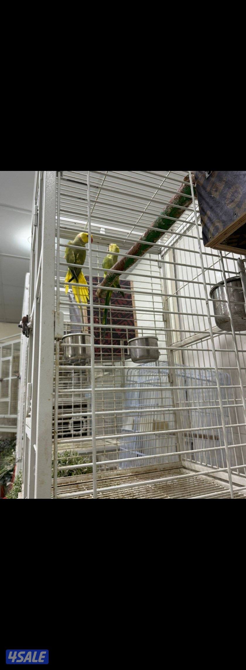 للبيع أزواج بيبي متوه ألوان مميزة1