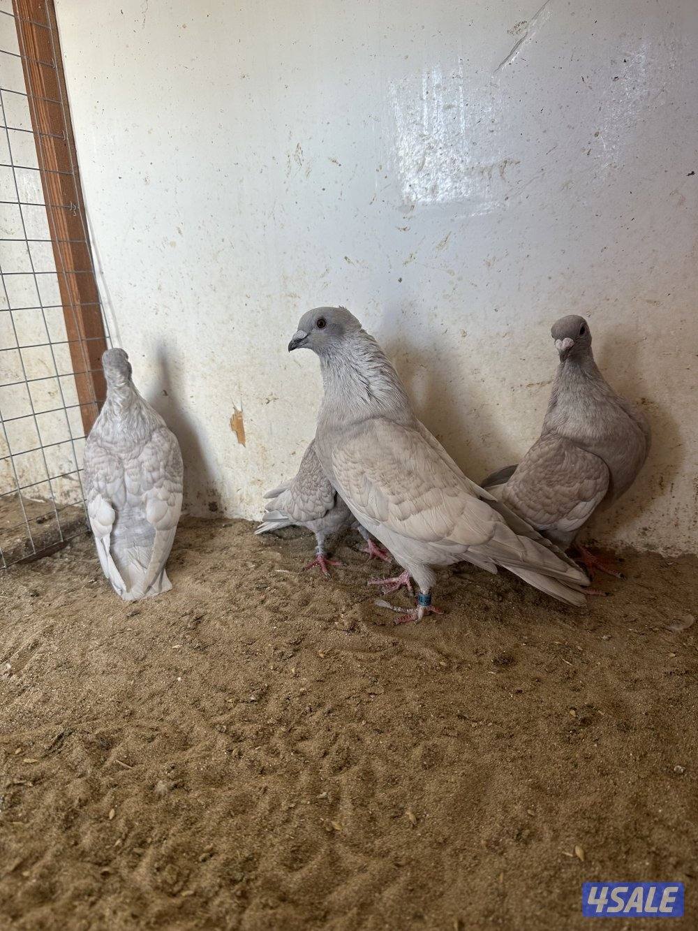 للبيع زاجل رديوس0