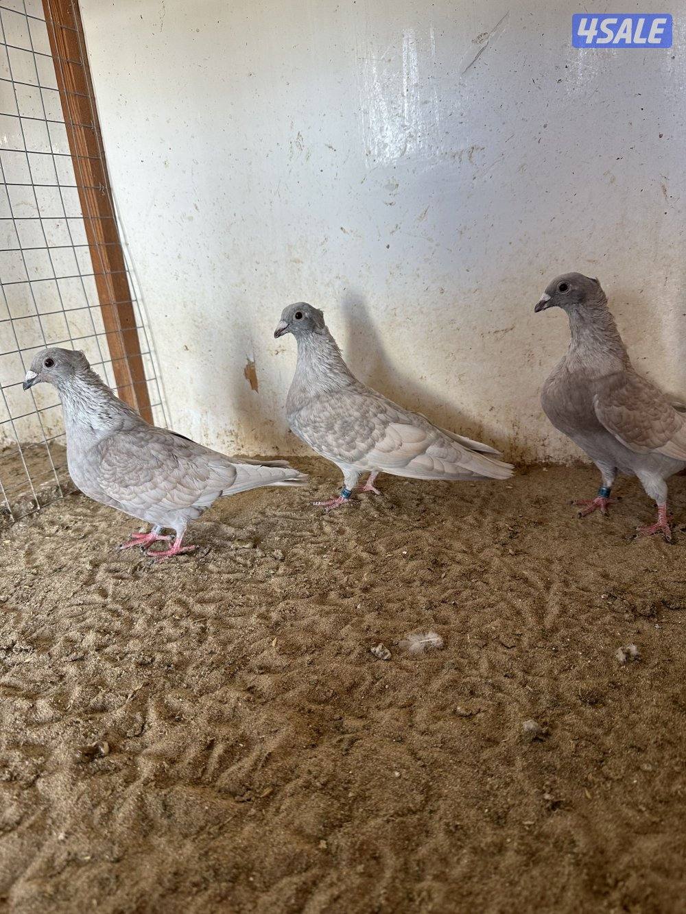 للبيع زاجل رديوس1