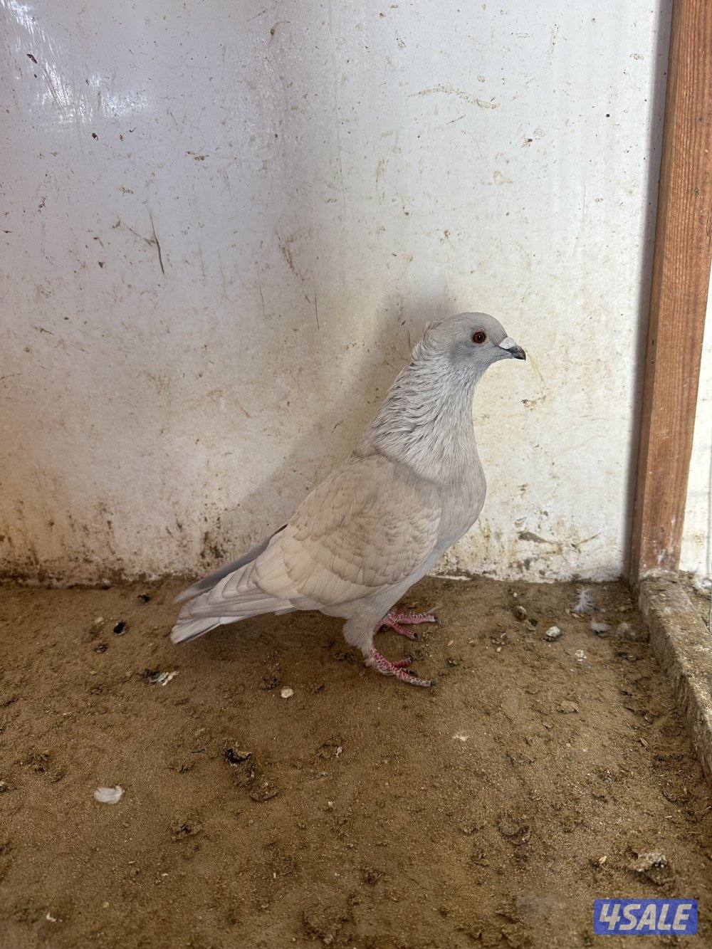 للبيع زاجل رديوس2