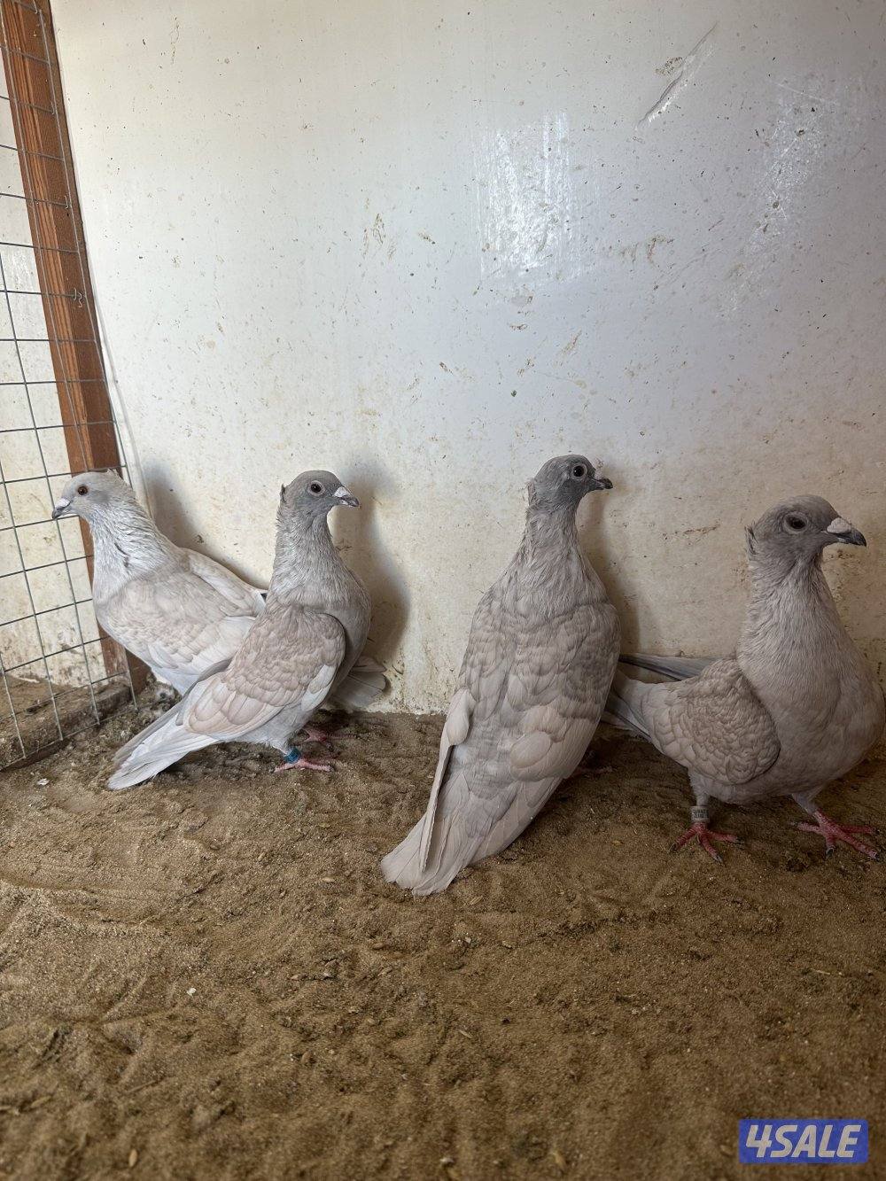 للبيع زاجل رديوس3