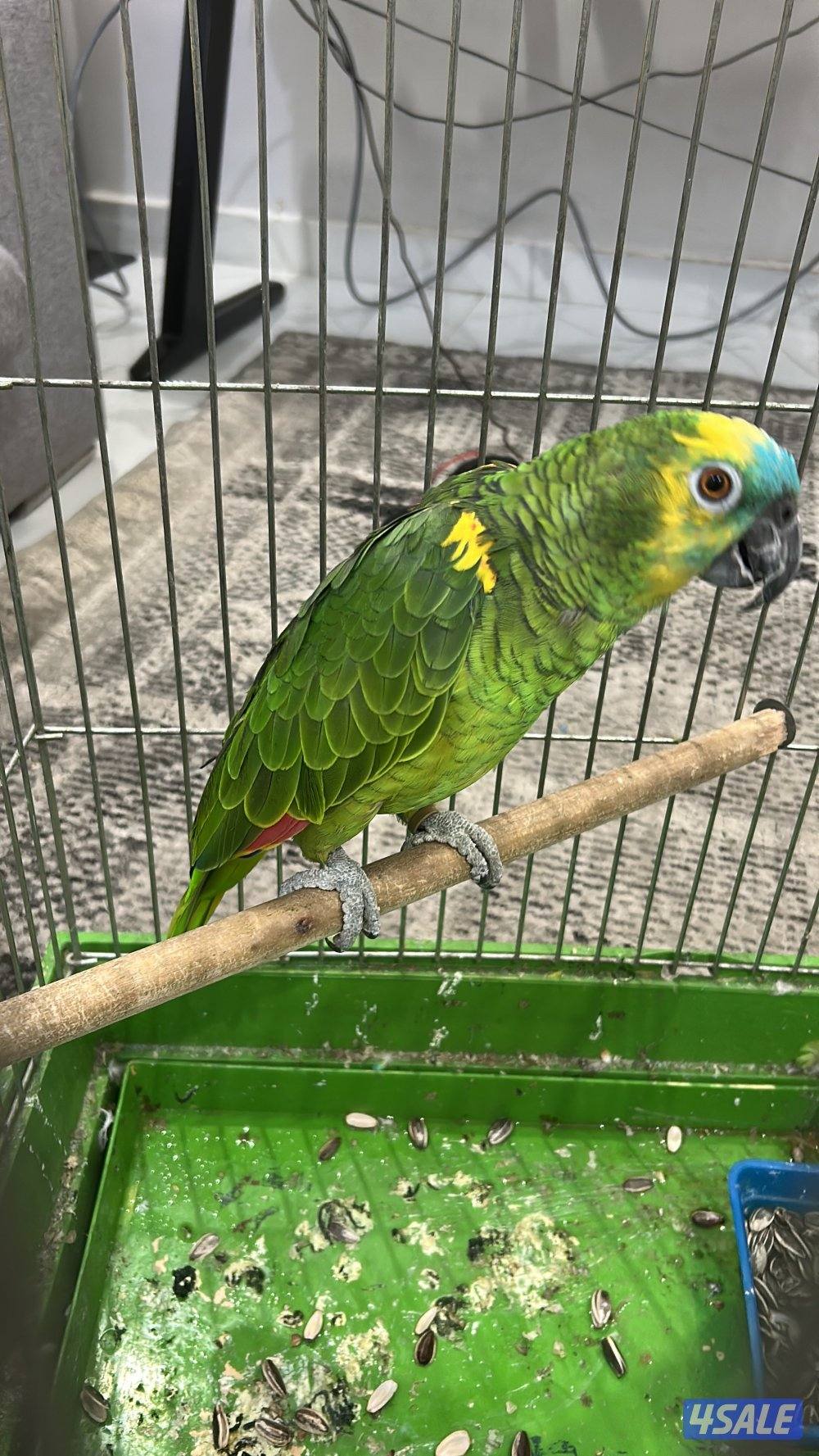 طير امزون بلو فرونتد0