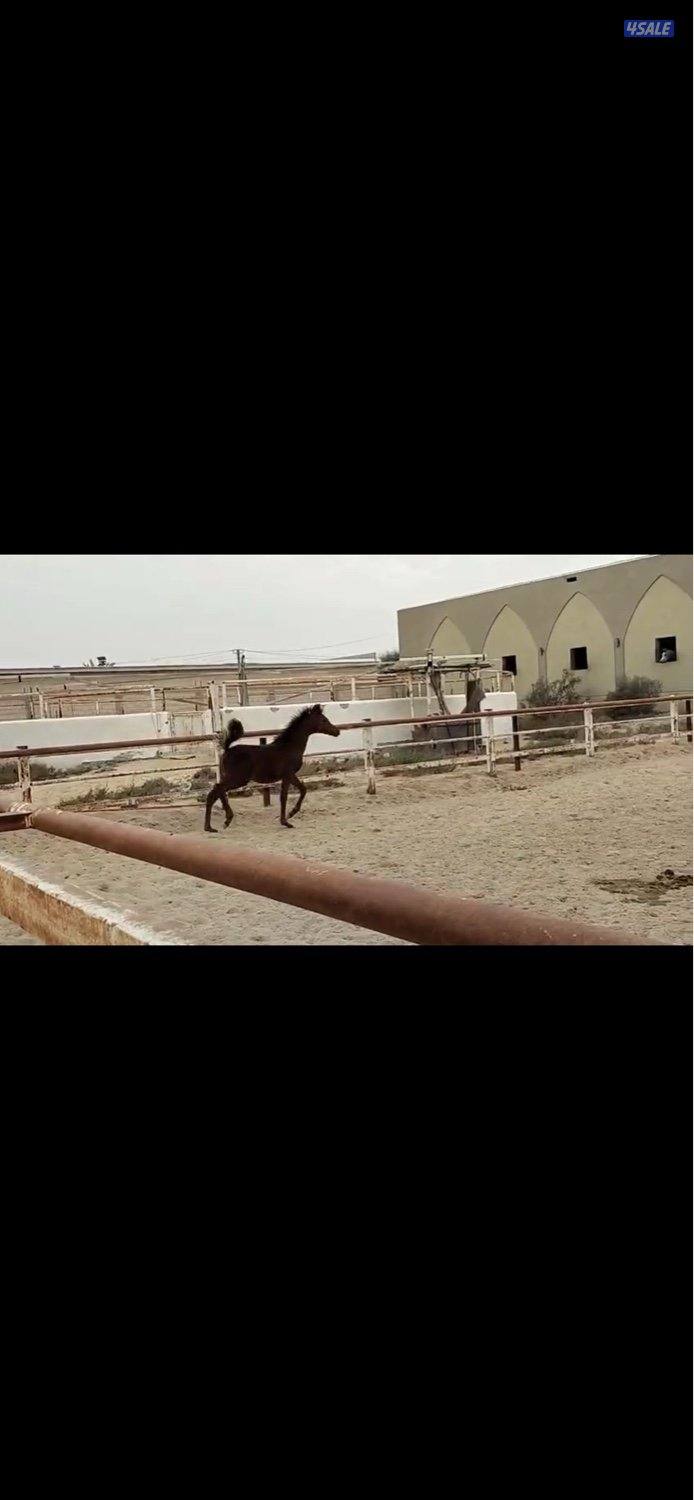 مهرة مكس للبيع0