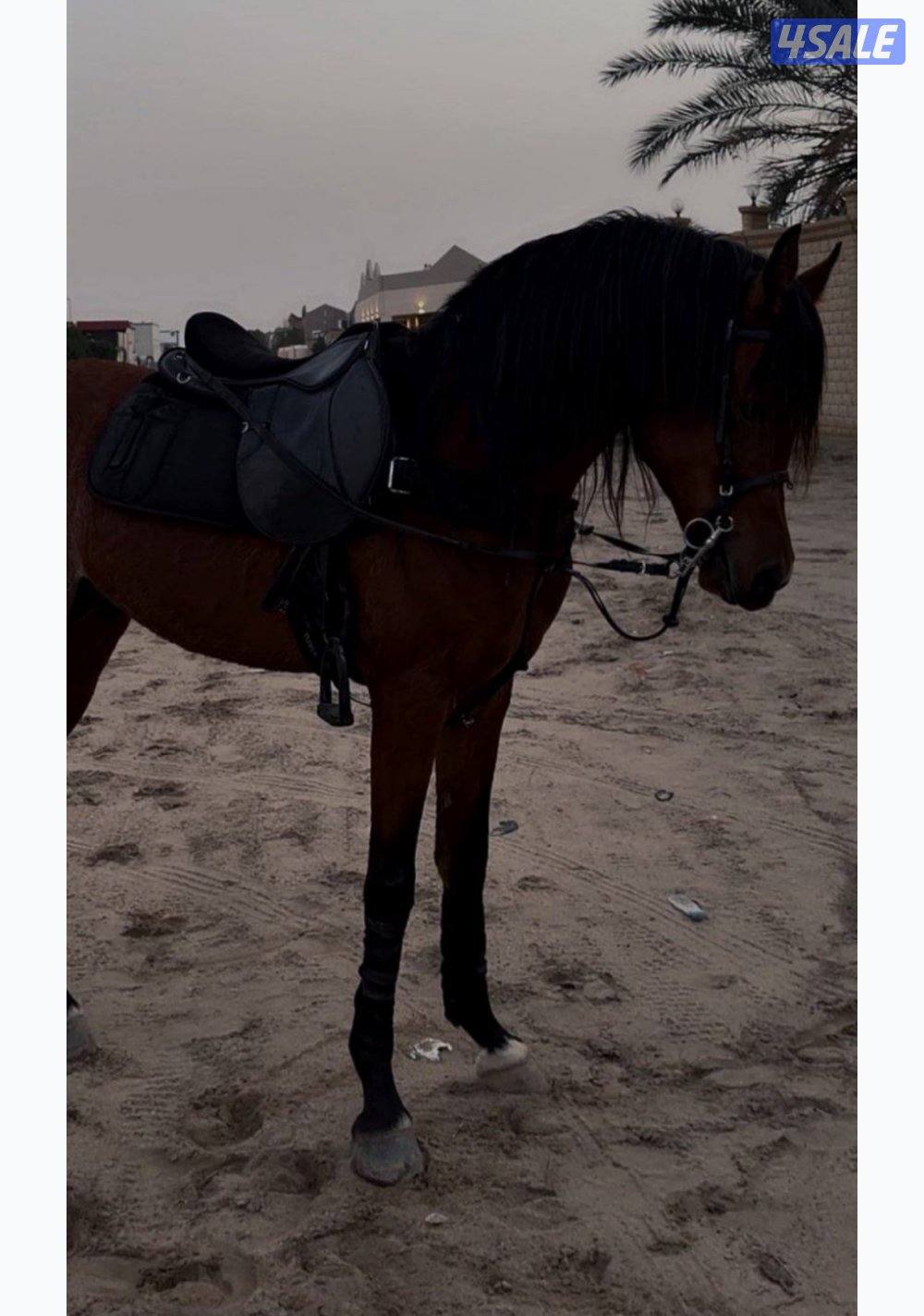 للبيع حصان بولش0