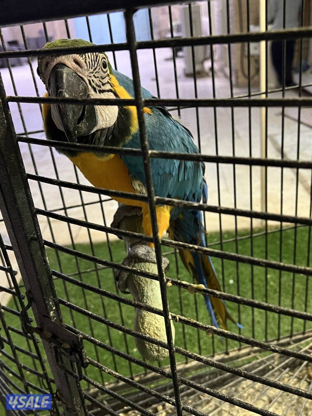 للبيع مكاو1