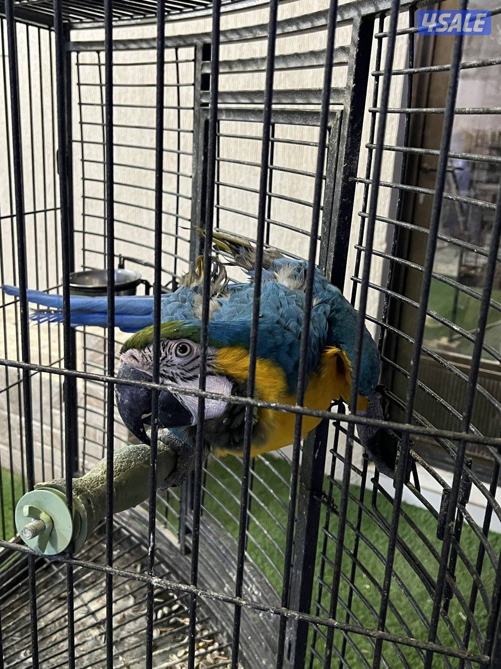 للبيع مكاو2